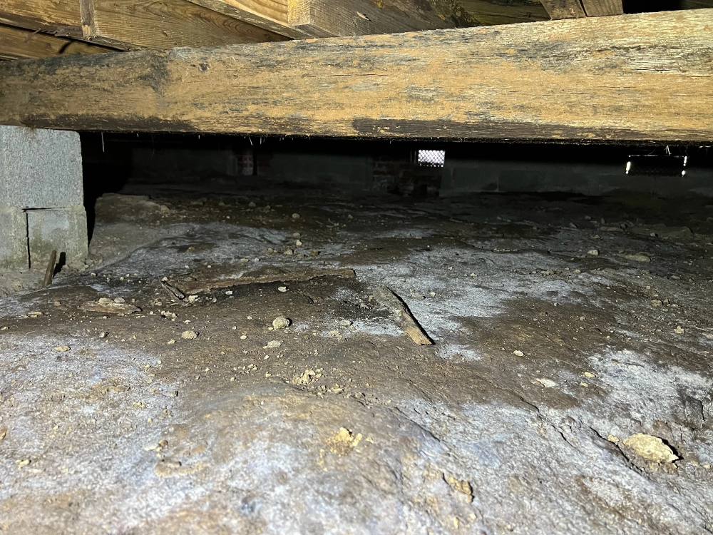 I smell mold or mildew